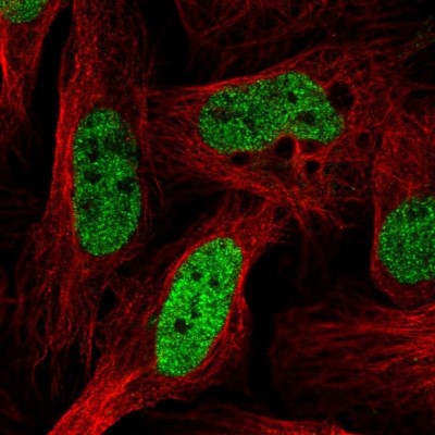 Immunocytochemistry/Immunofluorescence: SFRS14 Antibody [NBP2-38906] - Immunofluorescent staining of human cell line U-2 OS shows positivity in nucleus but excluded from the nucleoli.