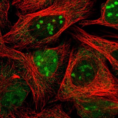 Immunocytochemistry/Immunofluorescence: MAPKBP1 Antibody [NBP2-38164] - Immunofluorescent staining of human cell line U-2 OS shows positivity in nucleus and nucleoli.