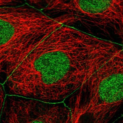 Immunocytochemistry/Immunofluorescence: TJP3 Antibody [NBP2-38696] - Immunofluorescent staining of human cell line CACO-2 shows positivity in cell junctions and nucleus but excluded from the nucleoli.
