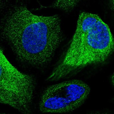 Immunocytochemistry/Immunofluorescence: CD168 Antibody [NBP2-38516] - Immunofluorescent staining of human cell line U-2 OS shows positivity in microtubules and centrosome.