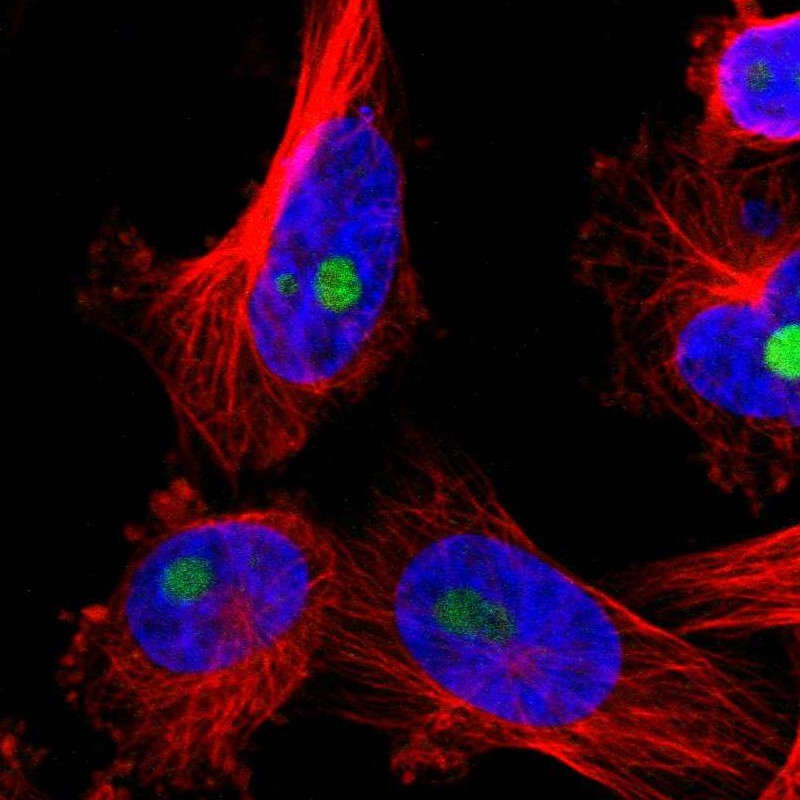 Immunocytochemistry/Immunofluorescence: PTD016 Antibody [NBP1-80869] - staining of human cell line U-251MG shows positivity in nucleoli.