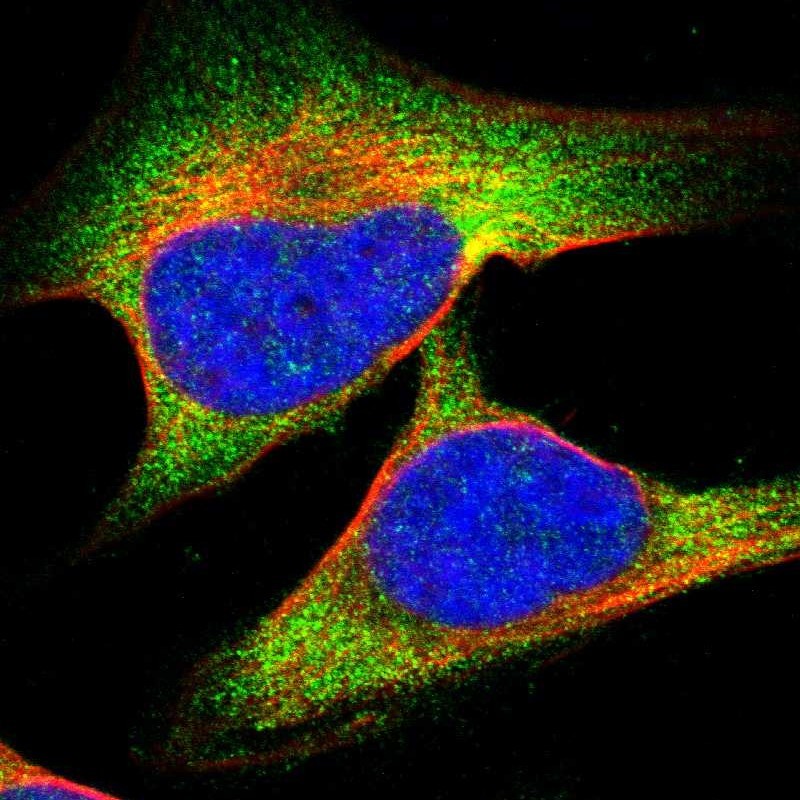 Immunocytochemistry/Immunofluorescence: PDCD2L Antibody [NBP1-81211] - Staining of human cell line U-2 OS shows positivity in cytoplasm.