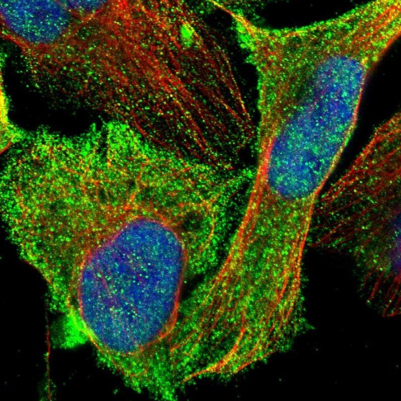 Immunocytochemistry/Immunofluorescence: NOX5 Antibody [NBP1-80989] - staining of human cell line U-2 OS shows positivity in nucleus but not nucleoli, plasma membrane & cytoplasm.