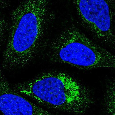 Immunocytochemistry/Immunofluorescence: NDUFC1 Antibody [NBP1-83064] Staining of human cell line U-2 OS shows positivity in mitochondria.