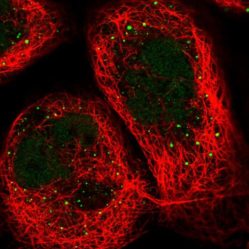 Immunocytochemistry/Immunofluorescence: C12orf50 Antibody [NBP1-83497] - Staining of human cell line A-431 shows positivity in nucleus but not nucleoli & vesicles.