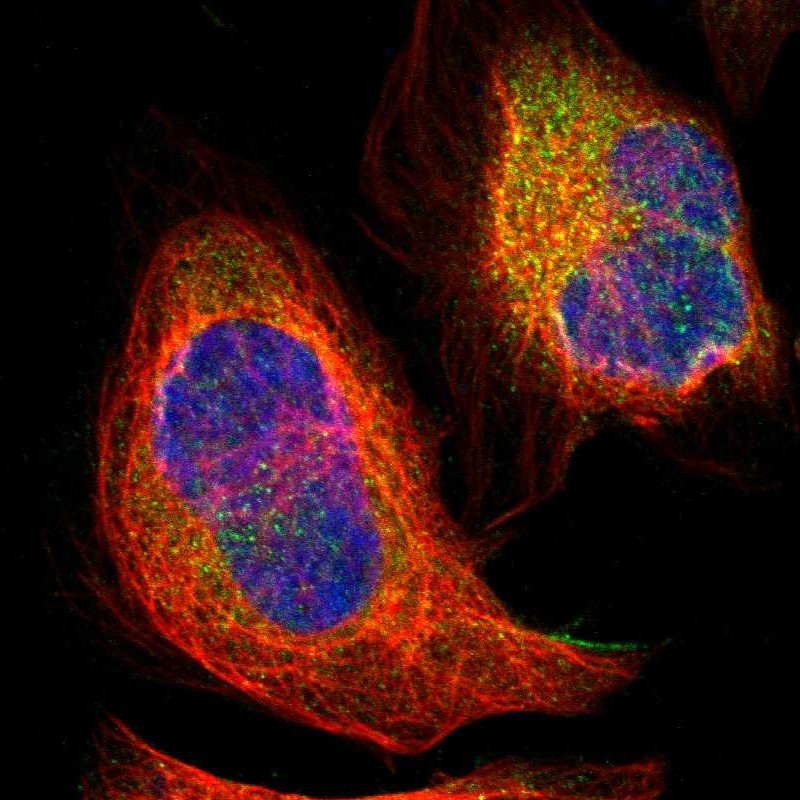 Immunocytochemistry/Immunofluorescence: RNASE9 Antibody [NBP1-83303] - Staining of human cell line U-2 OS shows positivity in cytoplasm.