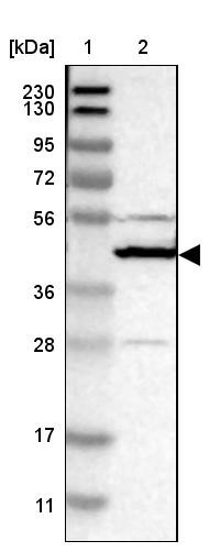 Western Blot: C5orf4 Antibody [NBP1-83694] - Lane 1: Marker [kDa] 230, 130, 95, 72, 56, 36, 28, 17, 11<br/>Lane 2: Human cell line RT-4