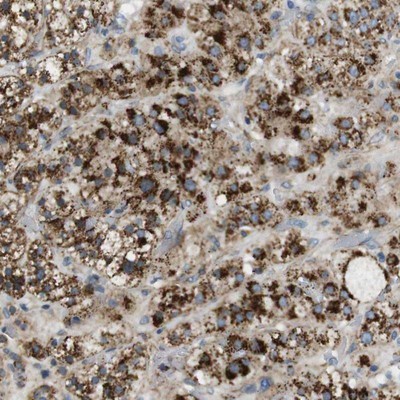 Immunohistochemistry-Paraffin: C5orf4 Antibody [NBP1-83694] - Immunohistochemical staining of human adrenal gland shows strong cytoplasmic positivity in granular pattern in cortical cells.