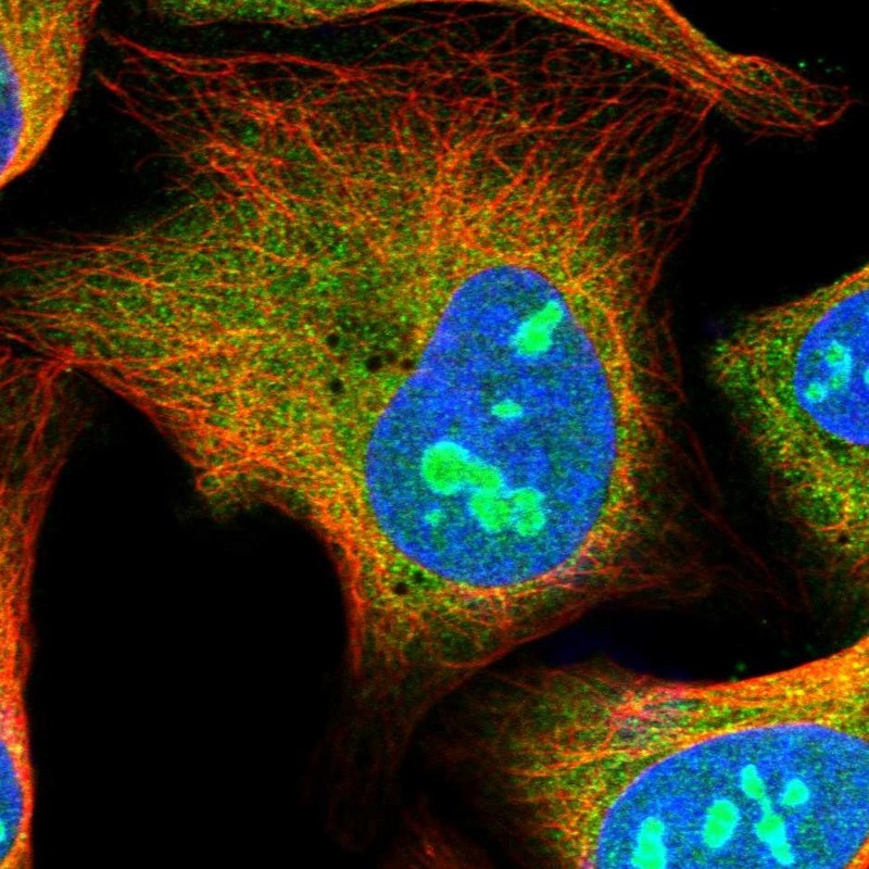 Immunocytochemistry/Immunofluorescence: HS1BP3 Antibody [NBP1-83690] - Staining of human cell line U-2 OS shows positivity in nucleoli & cytoplasm.