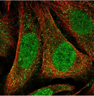 Immunocytochemistry/Immunofluorescence: FAM71A Antibody [NBP1-83516] - Immunofluorescent staining of human cell line U-2 OS shows positivity in nucleus but not nucleoli & cytoplasm. Antibody staining is shown in green.