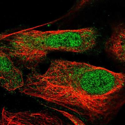 Immunocytochemistry/Immunofluorescence: C1orf186 Antibody [NBP1-82214] - Staining of human cell line U-2 OS shows positivity in nucleus but not nucleoli & cytoplasm.