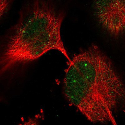Immunocytochemistry/Immunofluorescence: NUFIP1 Antibody [NBP1-82516] Staining of human cell line U-251 MG shows positivity in nucleus.