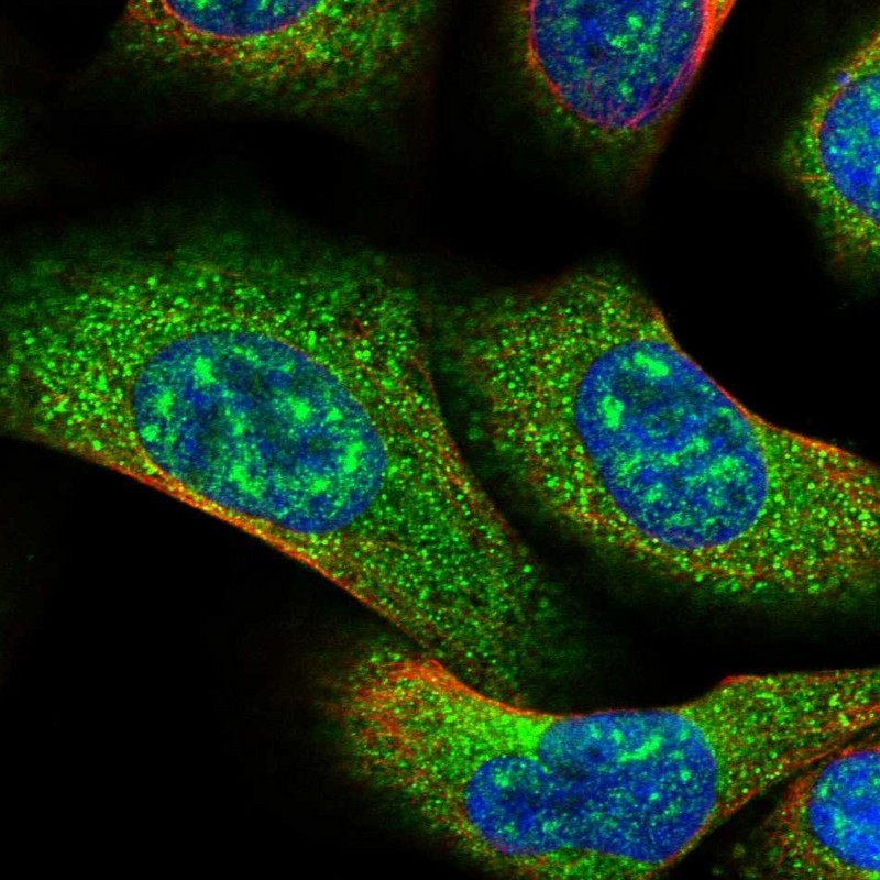Immunocytochemistry/Immunofluorescence: TREH Antibody [NBP1-82756] - Staining of human cell line U-2 OS shows positivity in nucleus but not nucleoli & cytoplasm.