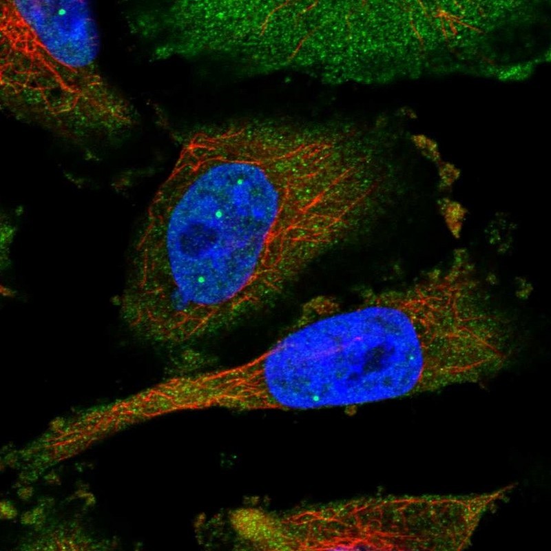 Immunocytochemistry/Immunofluorescence: UBQLNL Antibody [NBP1-82737] - Staining of human cell line U-251 MG shows positivity in nucleus but not nucleoli & cytoplasm.