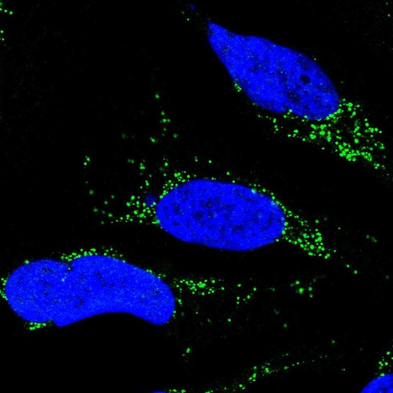 Immunocytochemistry/Immunofluorescence: NAP1L3 Antibody [NBP1-82795] - Staining of human cell line U-2 OS shows positivity in vesicles.