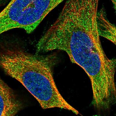 Immunocytochemistry/Immunofluorescence: RGS22 Antibody [NBP1-85119] - Immunofluorescent staining of human cell line U-2 OS shows positivity in cytoplasm.