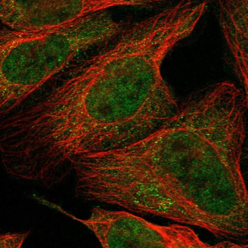 Immunocytochemistry/Immunofluorescence: CPNE4 Antibody [NBP1-85513] - Immunofluorescent staining of human cell line U-2 OS shows positivity in nucleus but not nucleoli & cytoplasm.