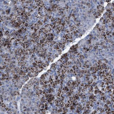 Immunohistochemistry-Paraffin: C9orf4 Antibody [NBP1-85669] - Staining of human pancreas shows strong granular positivity in the cytoplasm of exocrine cells.