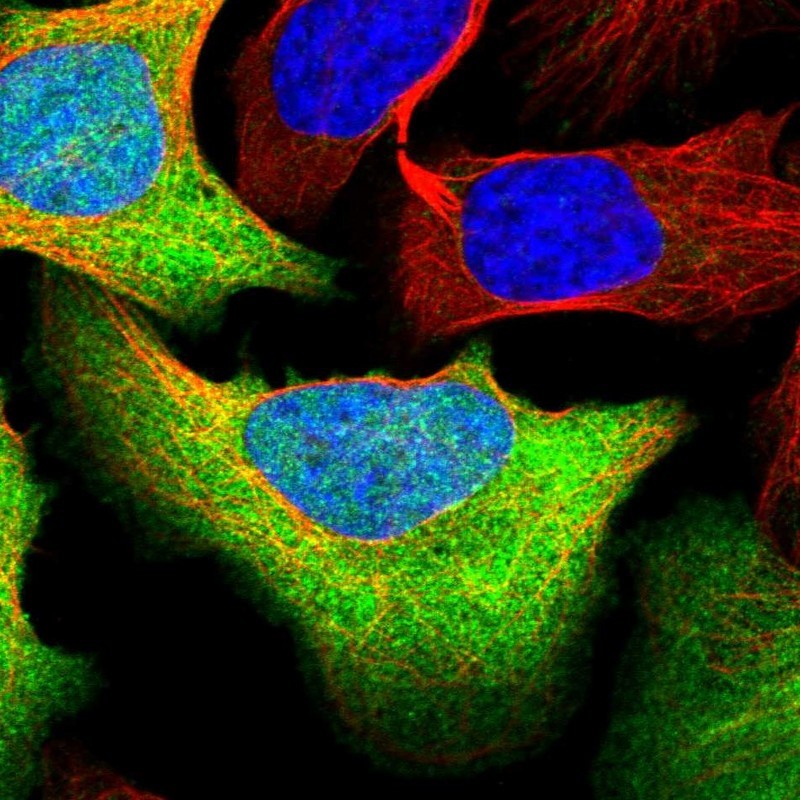 Immunocytochemistry/Immunofluorescence: PSTPIP2 Antibody [NBP1-85847] - Immunofluorescent staining of human cell line U-2 OS shows positivity in nucleus but not nucleoli, plasma membrane & mitochondria.