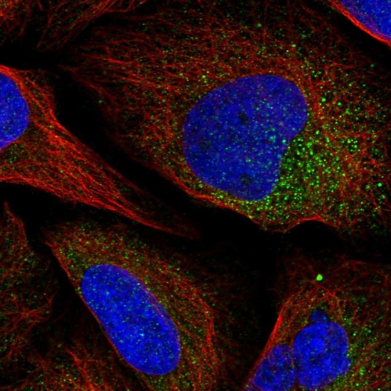 Immunocytochemistry/Immunofluorescence: GFOD1 Antibody [NBP1-86260] - Immunofluorescent staining of human cell line U-2 OS shows positivity in cytoplasm.