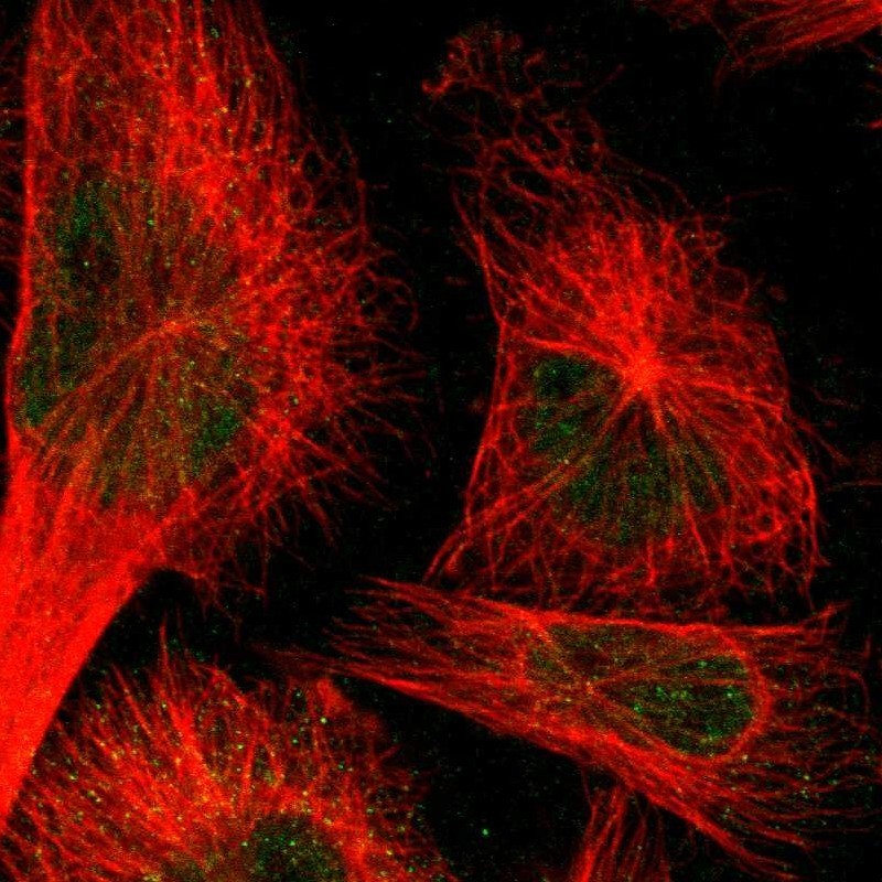 Immunocytochemistry/Immunofluorescence: UNC5C Antibody [NBP1-86476] - Immunofluorescent staining of human cell line U-251MG shows positivity in nuclei but not nucleoli.