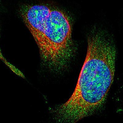 Immunocytochemistry/Immunofluorescence: TRIM68 Antibody [NBP1-83863] - Staining of human cell line U-2 OS shows positivity in nucleus, nucleoli & cytoplasm.