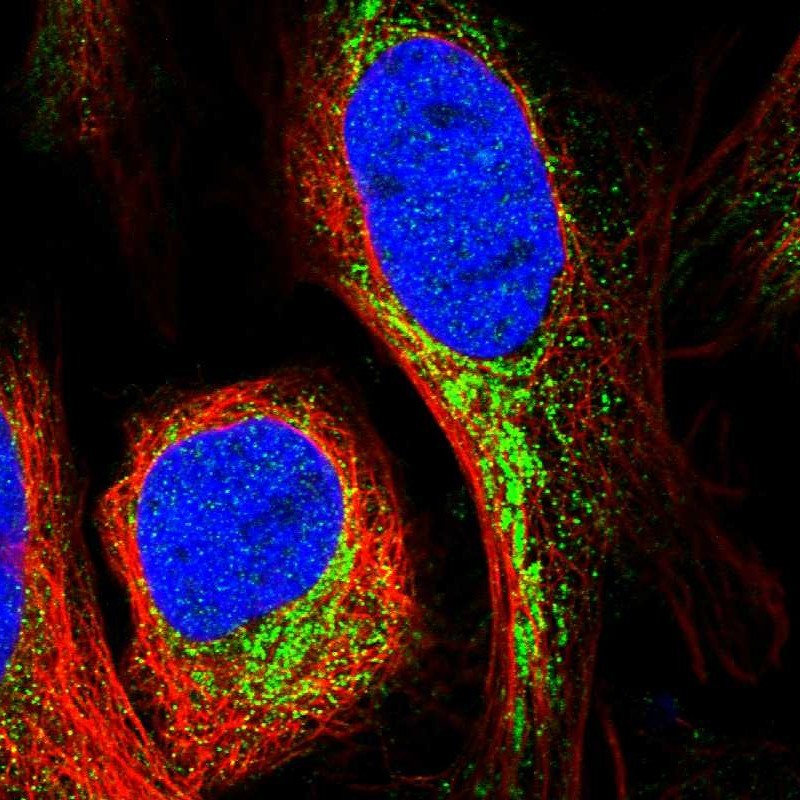 Immunocytochemistry/Immunofluorescence: PCGF3 Antibody [NBP1-84062] - Staining of human cell line U-2 OS shows positivity in mitochondria.