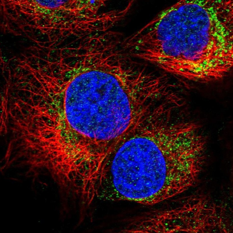 Immunocytochemistry/Immunofluorescence: NFKBID Antibody [NBP1-81604] - Staining of human cell line A-431 shows positivity in mitochondria.