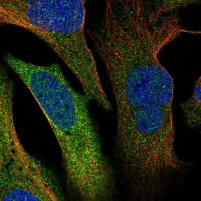 Immunocytochemistry/Immunofluorescence: ERRFI1 Antibody [NBP1-81835] Staining of human cell line U-2 OS shows positivity in cytoplasm.