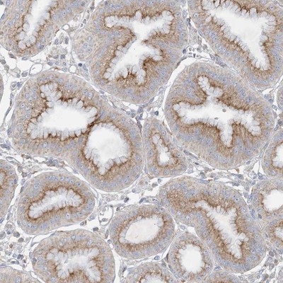 Immunohistochemistry-Paraffin: CXorf59 Antibody [NBP1-81955] - Staining of human stomach shows moderate cytoplasmic positivity in glandular cells.