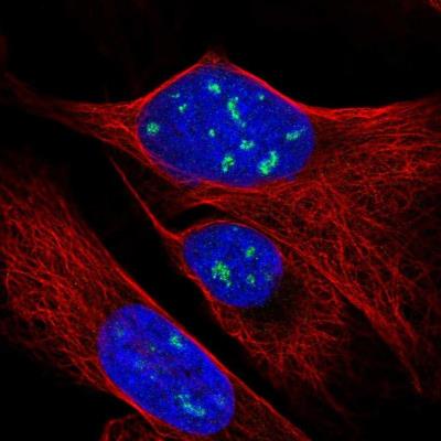 Immunocytochemistry/Immunofluorescence: RPP38 Antibody [NBP2-13260] - Staining of human cell line U-2 OS shows positivity in nucleoli.