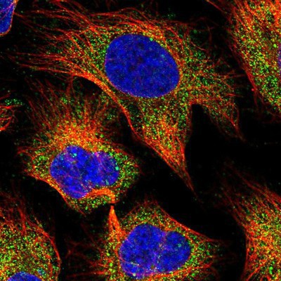Immunocytochemistry/Immunofluorescence: SMOX Antibody [NBP2-13356] Staining of human cell line U-2 OS shows positivity in cytoplasm.