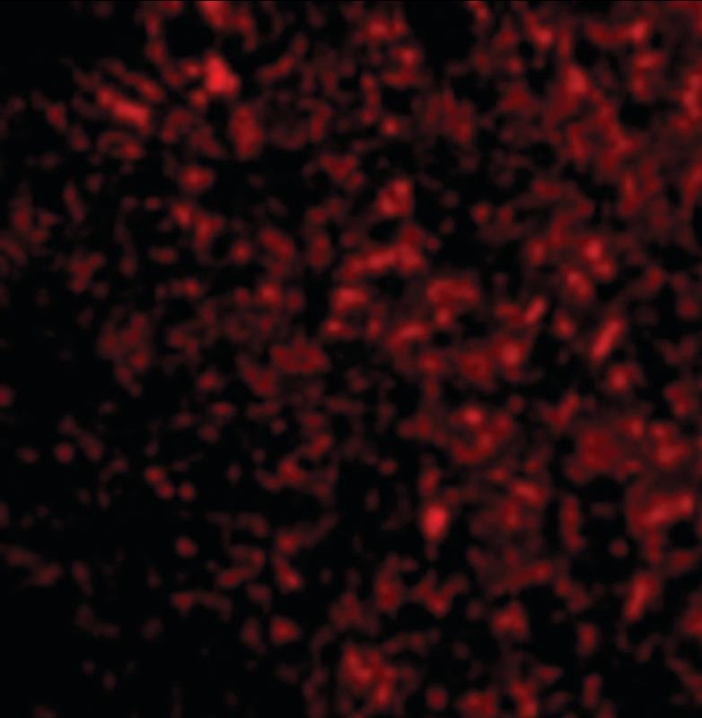 Immunocytochemistry/Immunofluorescence: STEAP3 Antibody [NB100-80830] - Mouse Liver cells.
