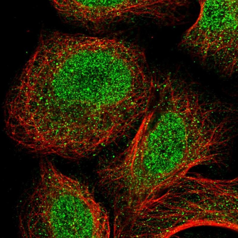 Immunocytochemistry/Immunofluorescence: ARHGAP10 Antibody [NBP2-14503] - Staining of human cell line U-2 OS shows positivity in nucleus but not nucleoli & cytoplasm.