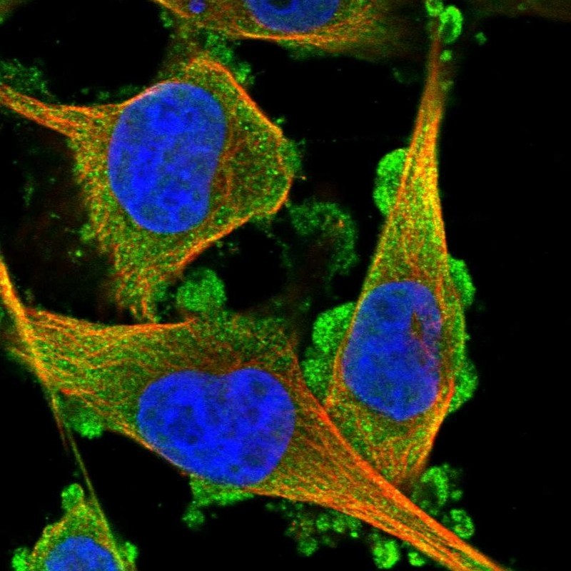 Immunocytochemistry/Immunofluorescence: PDZD9 Antibody [NBP2-13747] - Staining of human cell line U-251 MG shows positivity in plasma membrane & cytoplasm.