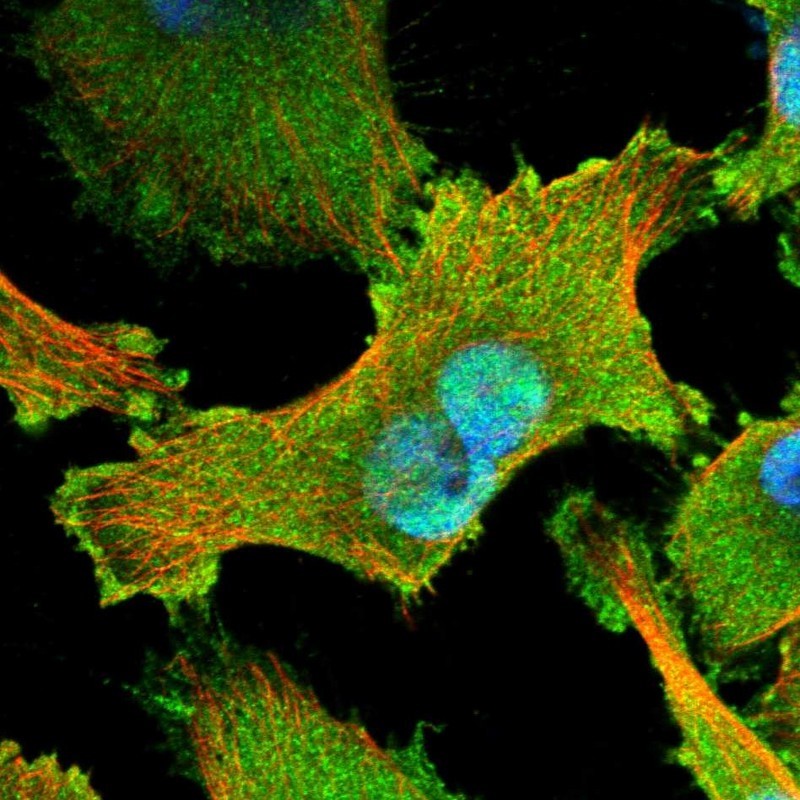 Immunocytochemistry/Immunofluorescence: PEAK1 Antibody [NBP1-91052] - Staining of human cell line U-251MG shows positivity in nucleus but not nucleoli, plasma membrane & cytoplasm.