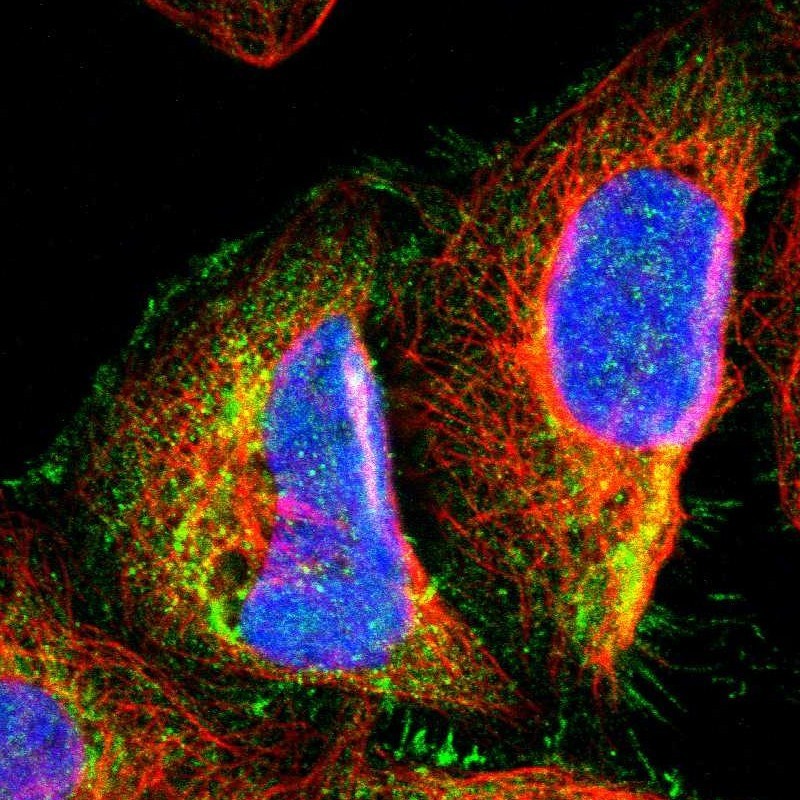 Immunocytochemistry/Immunofluorescence: MCF2L Antibody [NBP1-88823] - Staining of human cell line A-431 shows positivity in plasma membrane & cytoplasm.