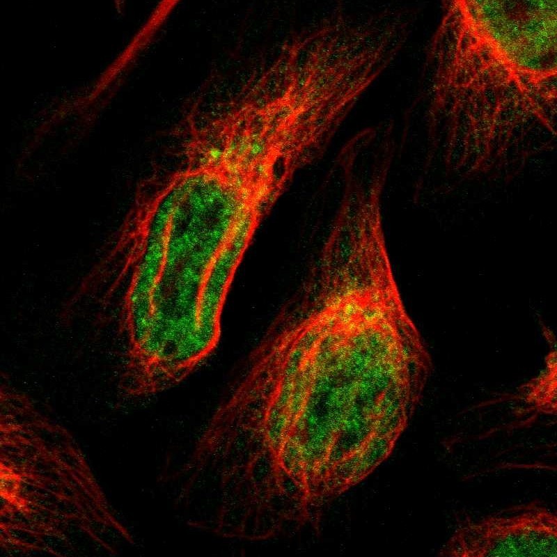Immunocytochemistry/Immunofluorescence: SYDE1 Antibody [NBP1-89350] - Staining of human cell line U-2 OS shows positivity in nucleus but not nucleoli, cytoplasm & golgi apparatus.
