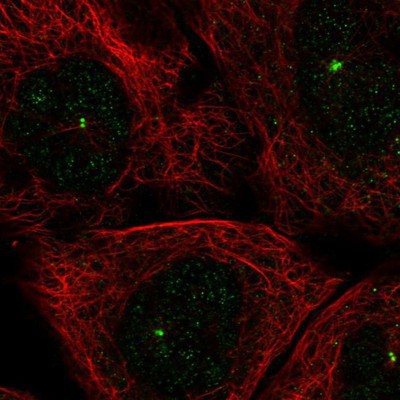 Immunocytochemistry/Immunofluorescence: PAN3 Antibody [NBP1-89438] Staining of human cell line A-431 shows positivity in centrosome.
