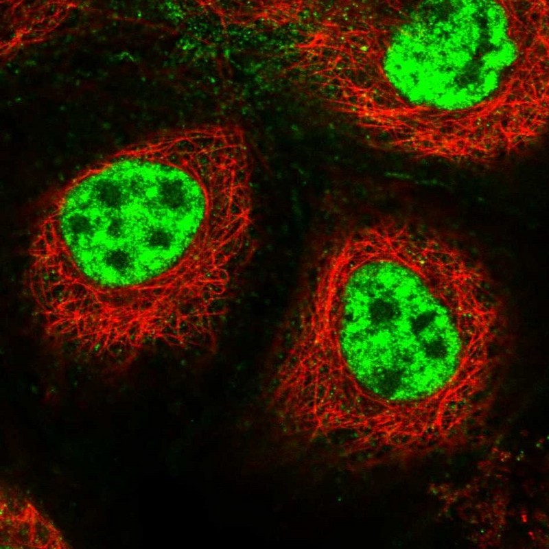 Immunocytochemistry/Immunofluorescence: CNTD Antibody [NBP1-88064] - Staining of human cell line A-431 shows positivity in nucleus but not nucleoli & plasma membrane.