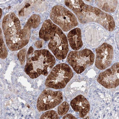 Immunohistochemistry-Paraffin: CORD2 Antibody [NBP1-88060] - Staining of human kidney shows strong cytoplasmic positivity in tubular cells.