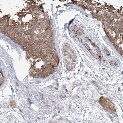Immunohistochemistry-Paraffin: COX IV Isoform 2 Antibody [NBP1-88058] - Staining of human testis shows moderate cytoplasmic positivity in cells of seminiferus ducts and strong staining in endothelial smooth muscle.