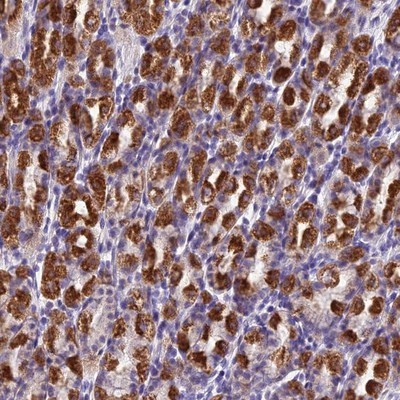 Immunohistochemistry-Paraffin: C14orf180 Antibody [NBP1-88427] - Staining of human stomach, upper shows strong cytoplasmic positivity( granular pattern)in glandular cells.