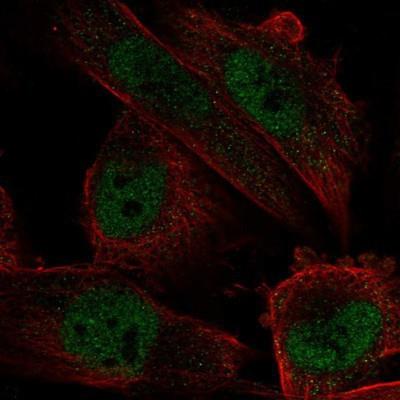 Immunocytochemistry/Immunofluorescence: MRTO4 Antibody [NBP1-88335] - Staining of human cell line U-251 MG shows positivity in nucleus but not nucleoli.