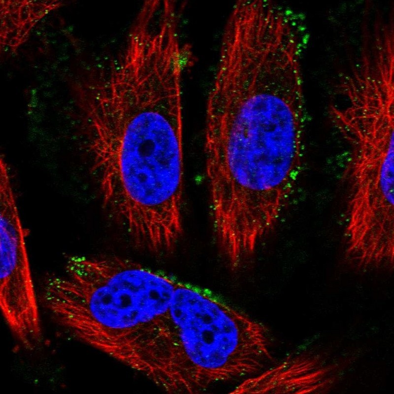 Immunocytochemistry/Immunofluorescence: PACRGL Antibody [NBP1-88260] - Staining of human cell line U-251 MG shows positivity in plasma membrane.