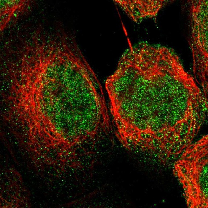 Immunocytochemistry/Immunofluorescence: OSGIN1 Antibody [NBP1-88674] - Staining of human cell line A-431 shows positivity in nucleus but not nucleoli & cytoplasm.