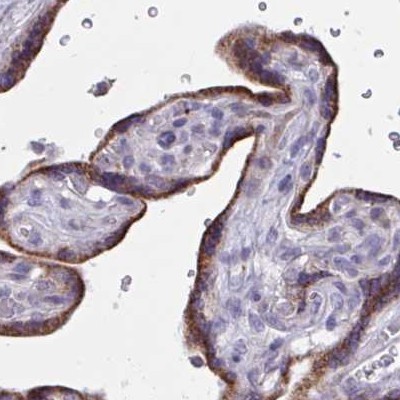 Immunohistochemistry: C2orf53 Antibody [NBP2-32417] - placenta