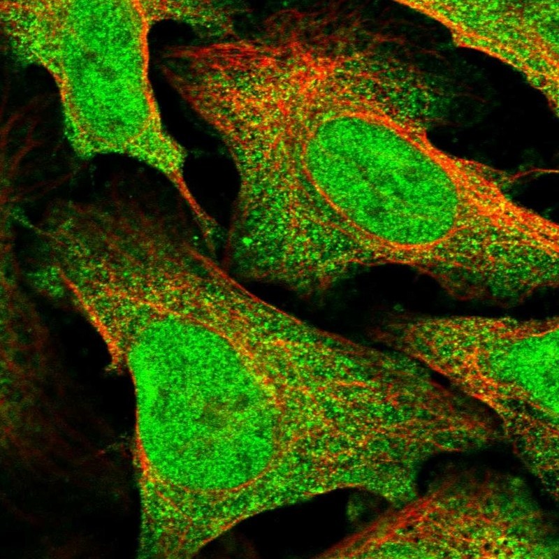 Immunocytochemistry/Immunofluorescence: CPSF4L Antibody [NBP1-94159] - Staining of human cell line U-2 OS shows positivity in nucleus but not nucleoli & cytoplasm.