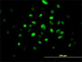 Immunocytochemistry/Immunofluorescence: RNASEH2A Antibody [H00010535-B01] - Immunofluorescence of purified MaxPab antibody to RNASEH2A on HeLa cell. [antibody concentration 10 ug/ml]