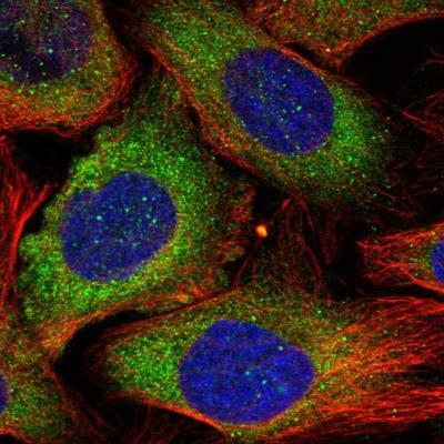 Immunocytochemistry/Immunofluorescence: RNF160 Antibody [NBP1-89879] - Staining of human cell line U-2 OS shows positivity in cytoplasm.